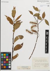 Foto von Salix pentandra L.